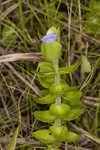 Blue waterhyssop